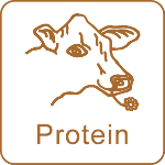 Protein 150x150